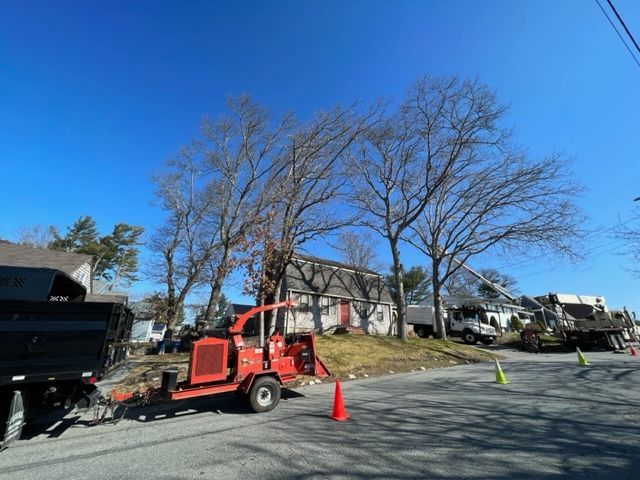 tree maintenance service