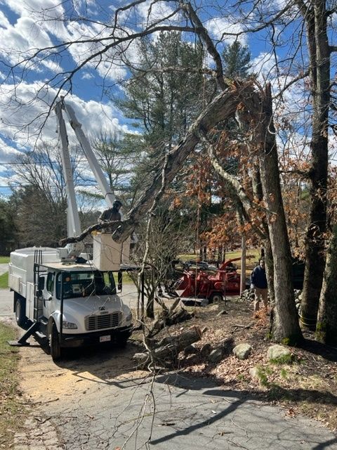 tree removal