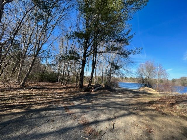 tree removal service