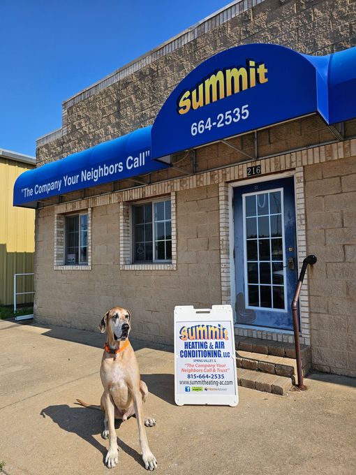 dog outside store