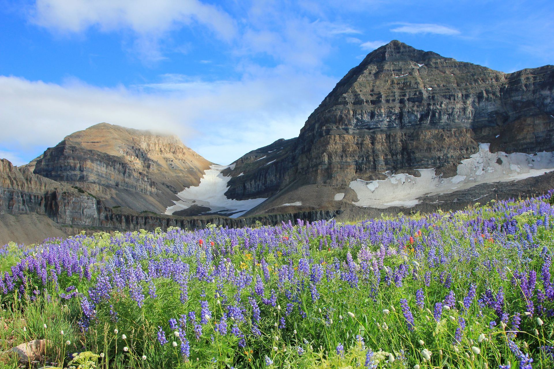 Mountain landscape with purple wildflowers in the foreground, under a blue sky.