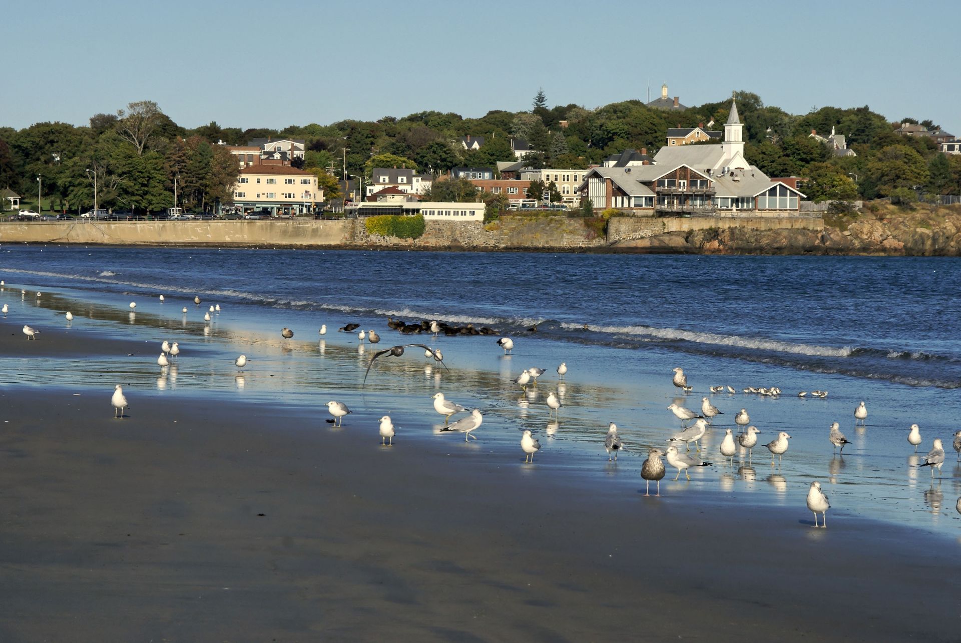 Beach with seagulls, waves, and a town on the shore under a blue sky.