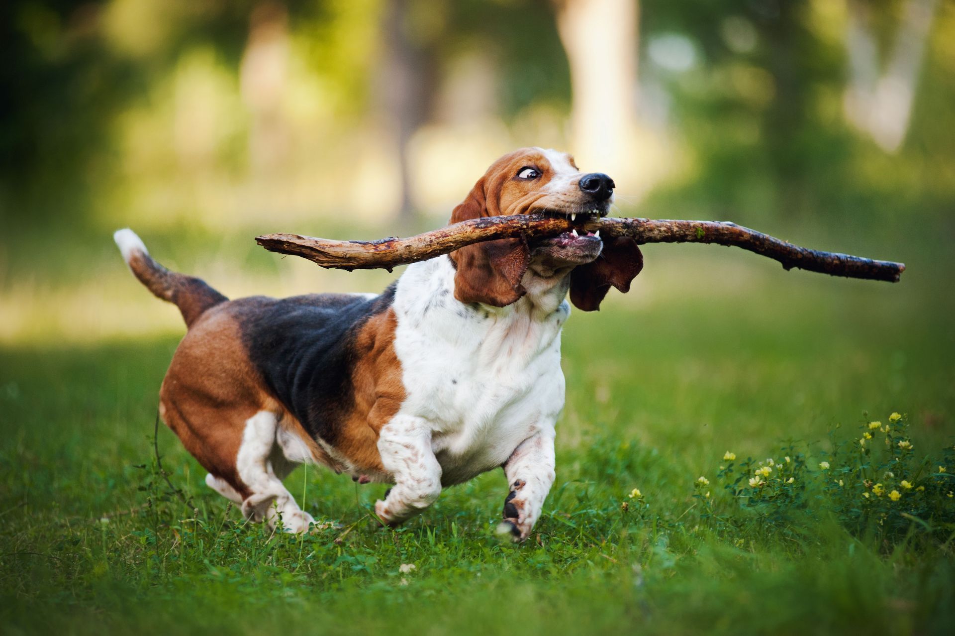 Basset hound running across green grass, carrying a large brown stick.
