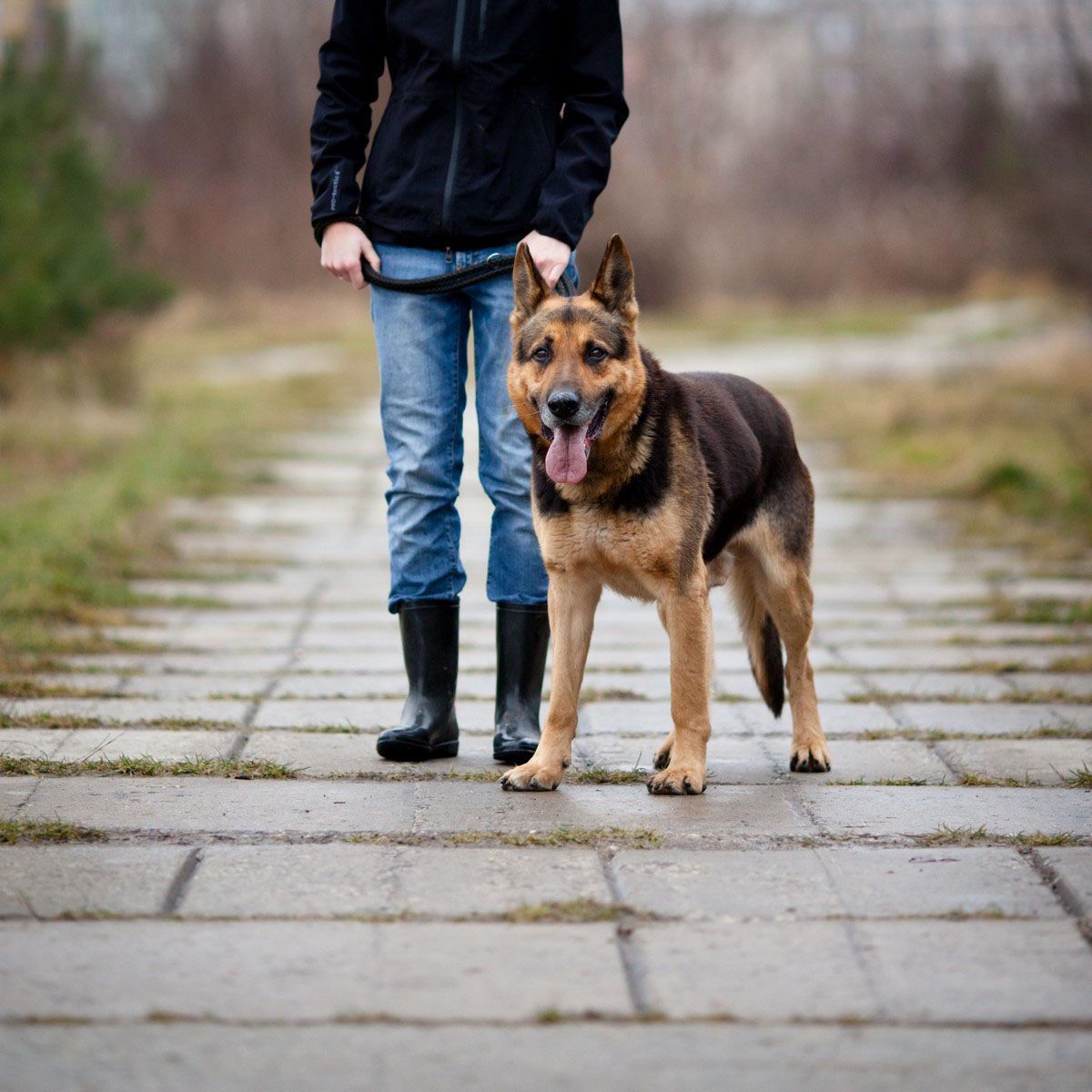 dog trainer