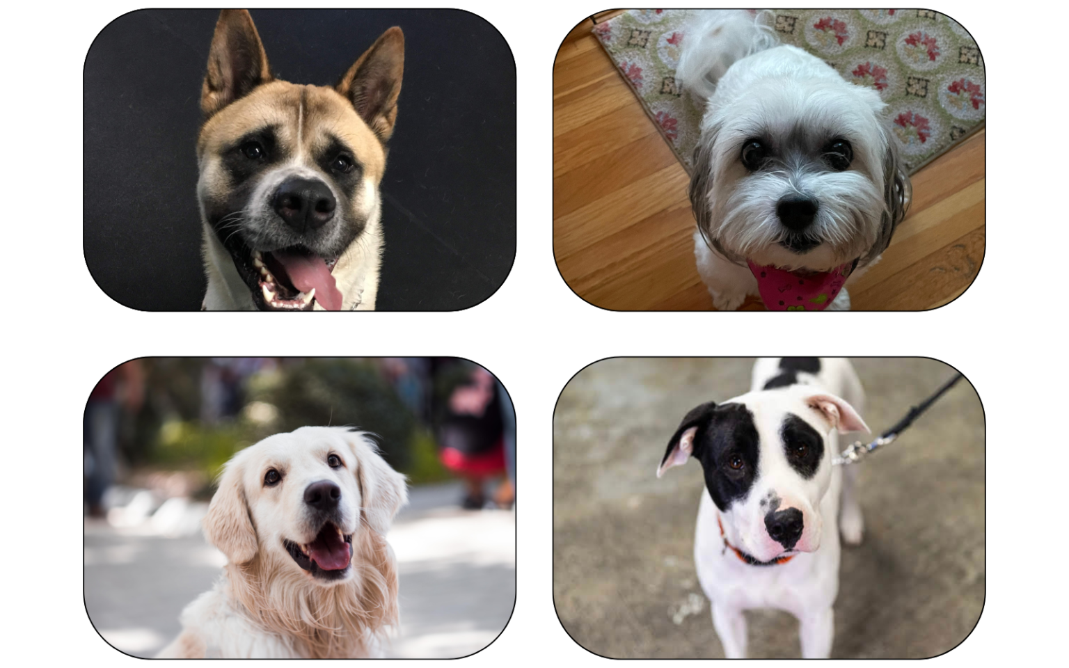 Four dogs, each in a rounded frame: tan/black, white, golden, and black/white.