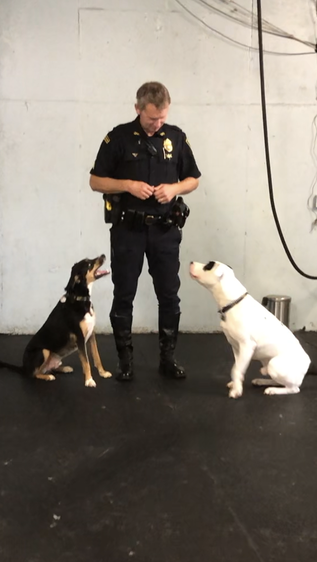 A police officer stands between two dogs. The dogs sit and look at him.