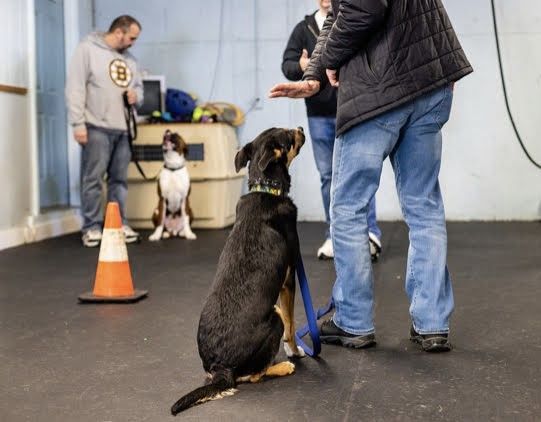 Dog in training, sitting, facing a person. Other dogs and people in the background, inside.