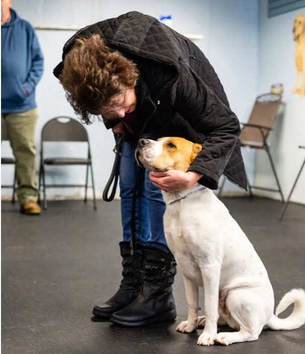 Woman petting a white and tan dog in a training room.