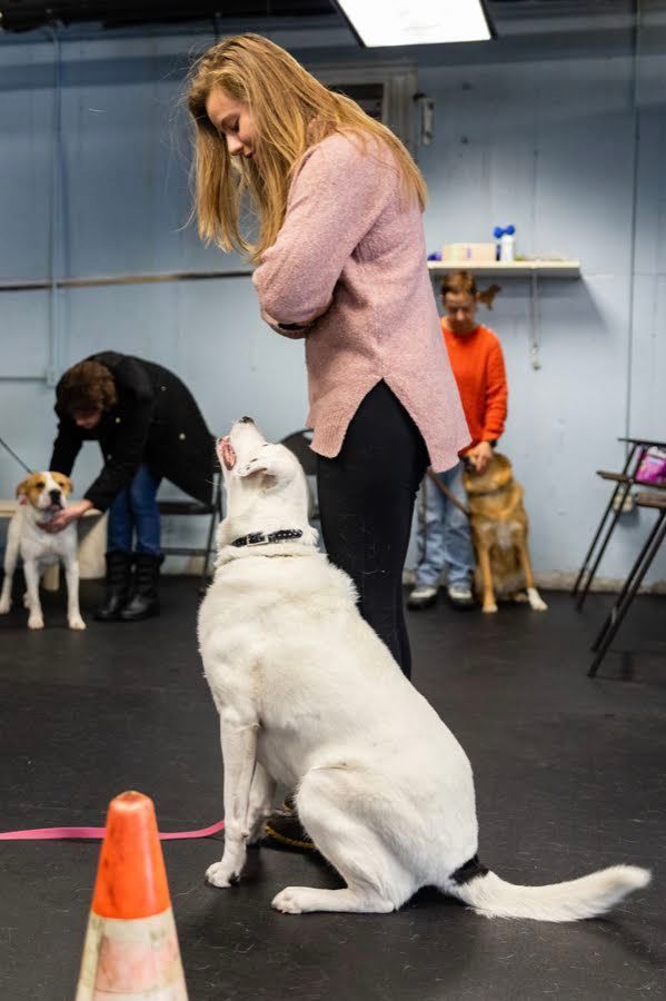 Woman training a large white dog. Other dogs and people in the background of a training room.