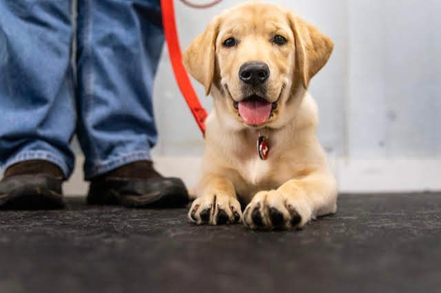 Golden Labrador puppy lying down with person in jeans; red leash; smiling.