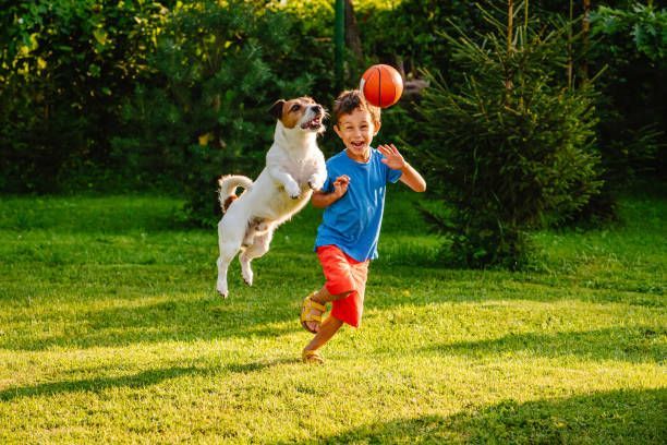 Boy and dog jump for a ball in a grassy backyard; sunny day.