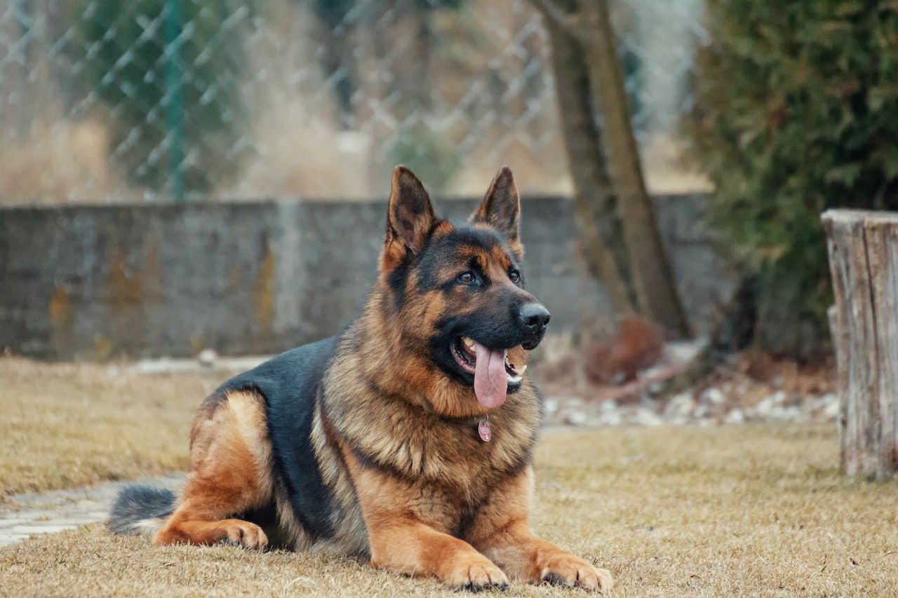 German Shepherd dog lying on grass, tongue out, in a backyard setting.