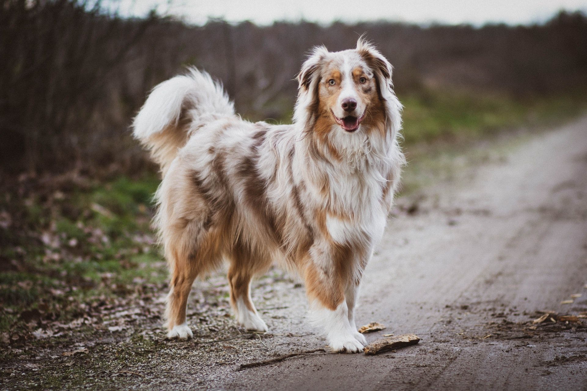 Australian Shepherd dog with reddish-brown and white coat stands on a dirt path with a stick in its mouth, outdoors.