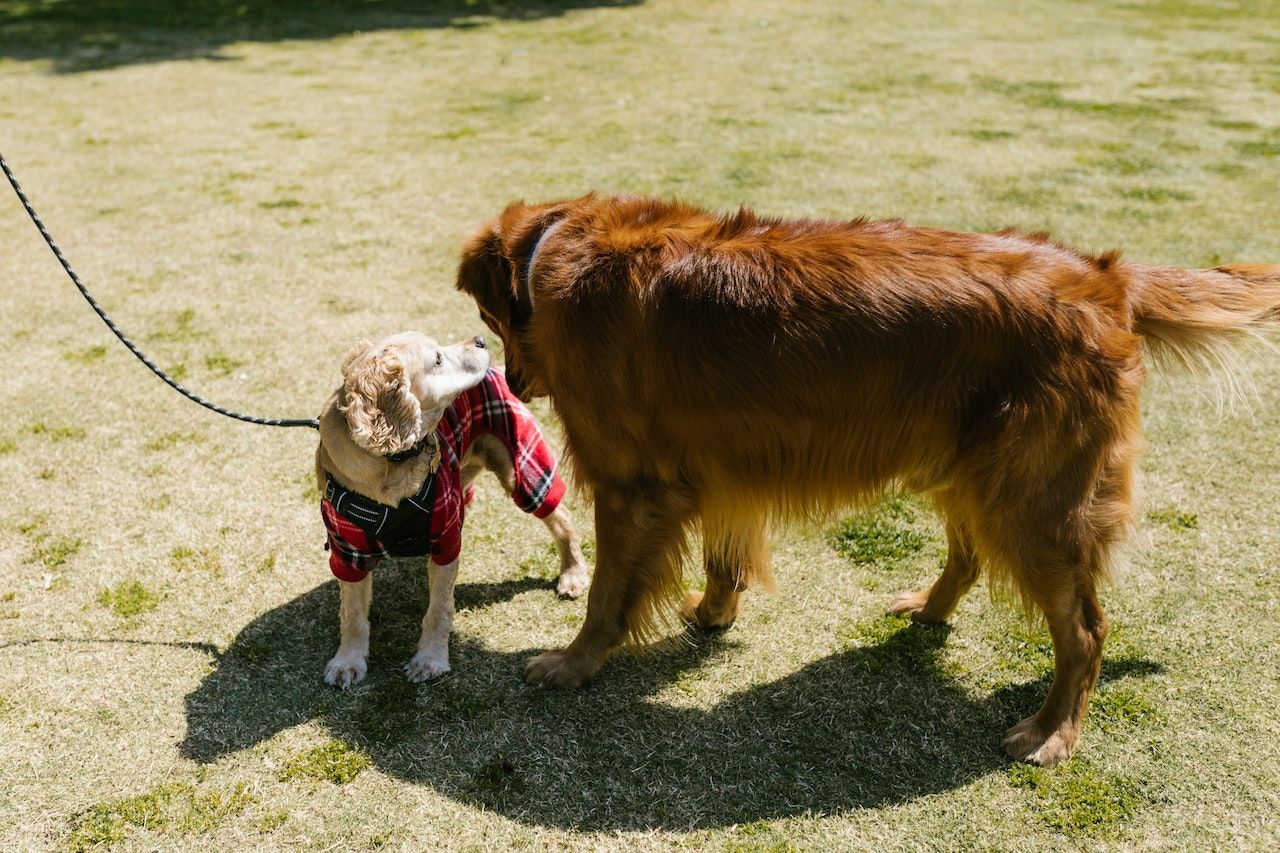 Two dogs meet on a grassy lawn. One small dog wearing a red plaid jacket is leashed. A larger golden retriever sniffs it.
