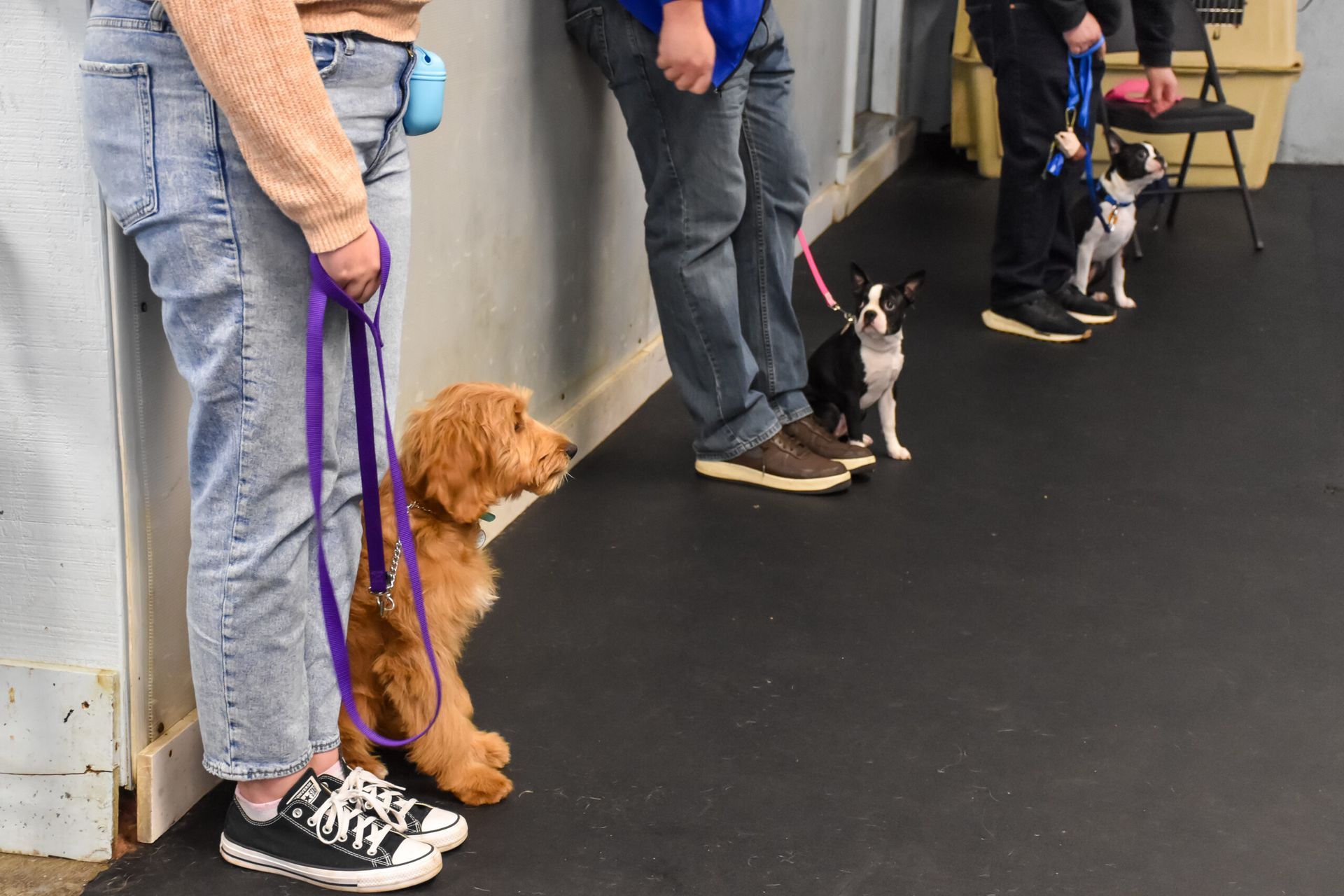 People and dogs in a line indoors, training. A golden doodle, a black and white dog, and a third dog sit.