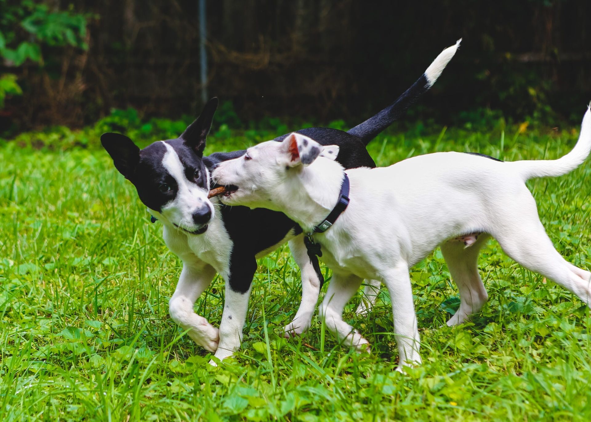 Two dogs playing in a grassy yard. One is white, biting the other's face, who is black and white.