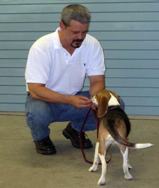 Man kneeling with a beagle dog on a leash, indoors.