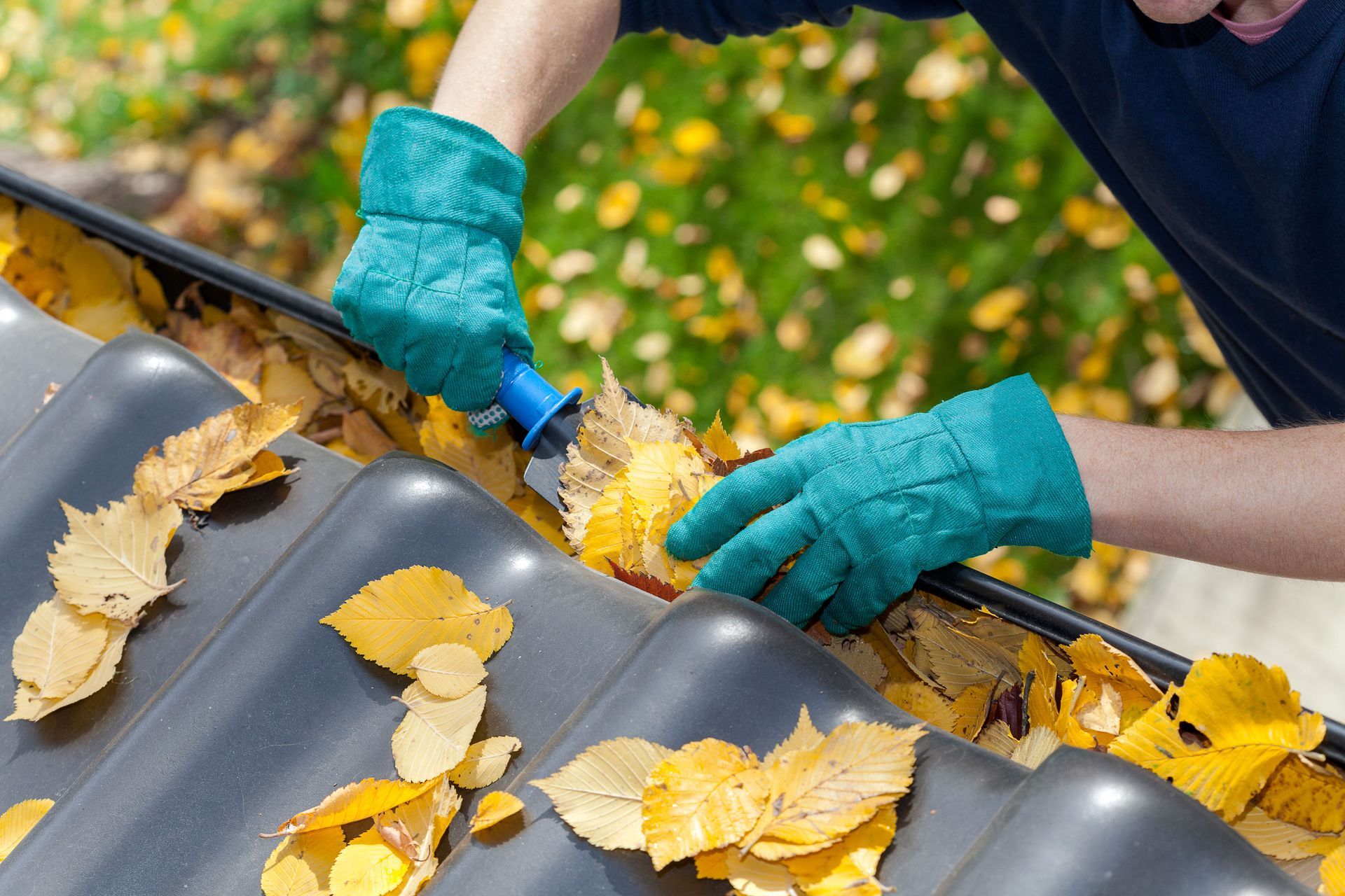 Gloved hands cleaning yellow leaves from a roof gutter in autumn