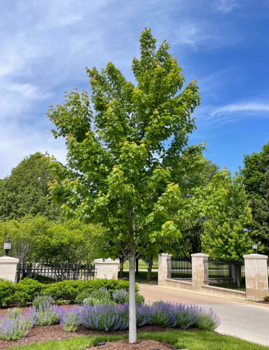 A tree is in the middle of a park next to a road.