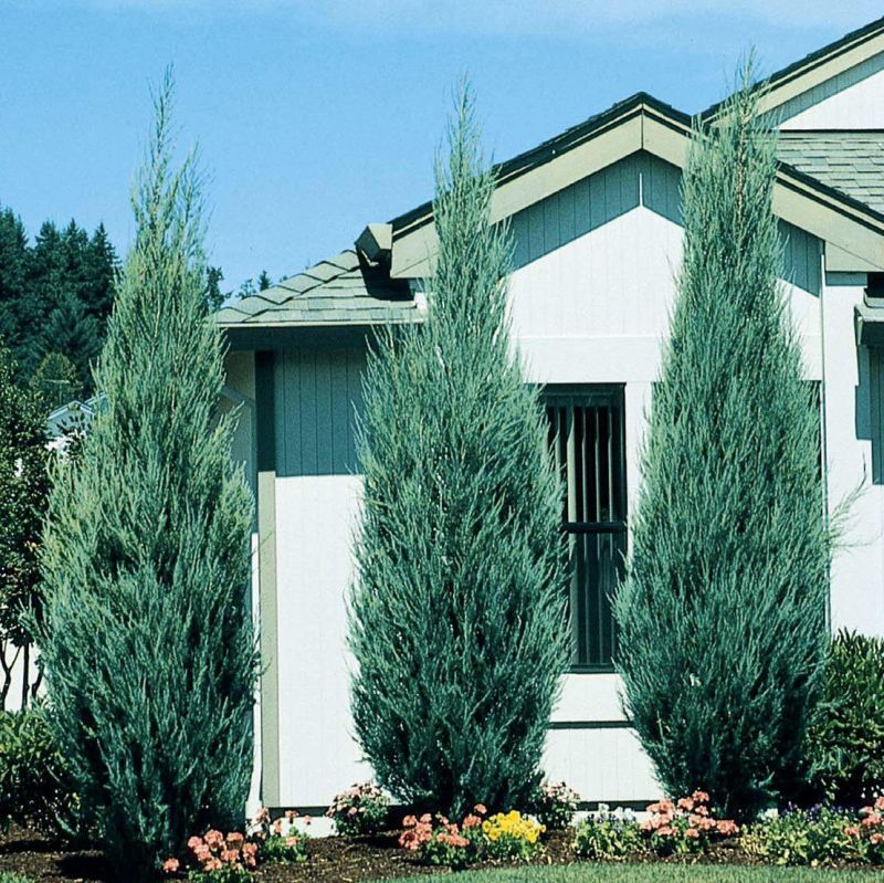 A house with a lot of trees in front of it