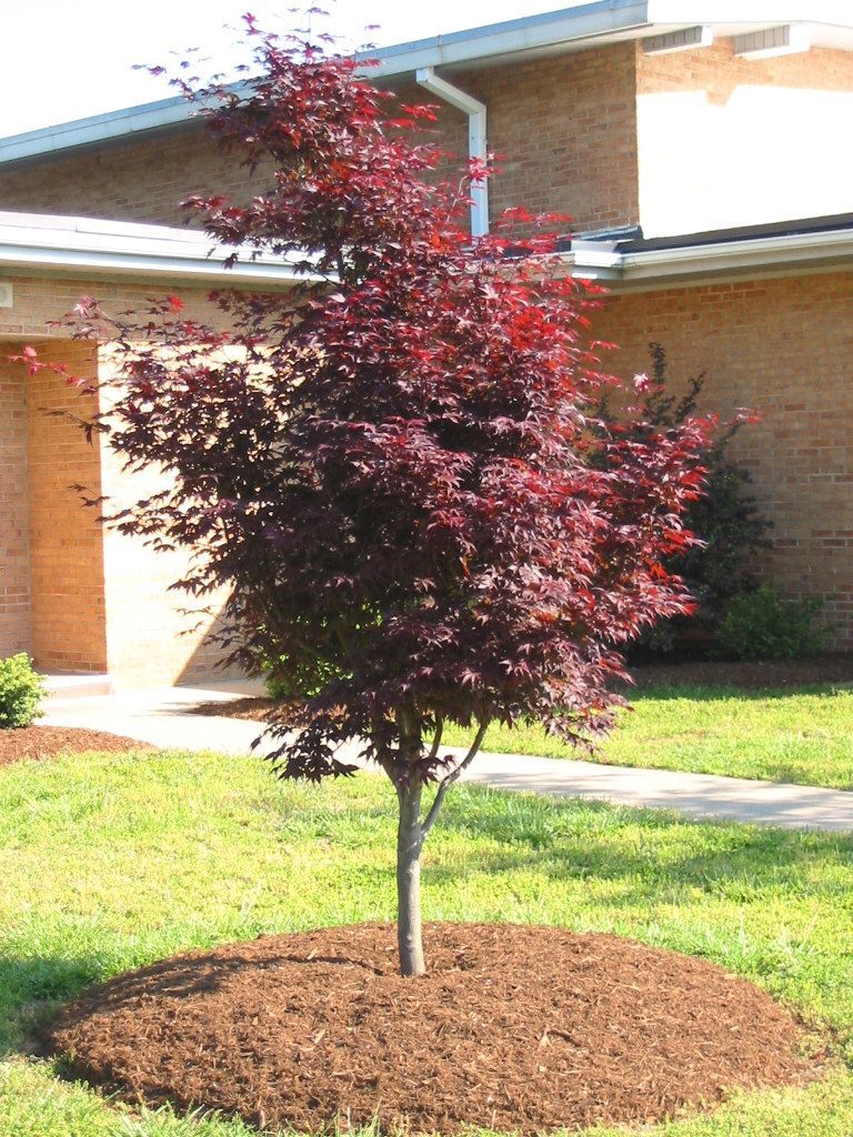 A small tree with red leaves in front of a brick building