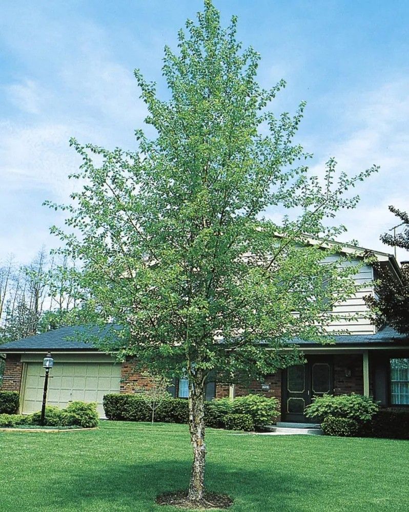 A tree in front of a house with a blue sky in the background