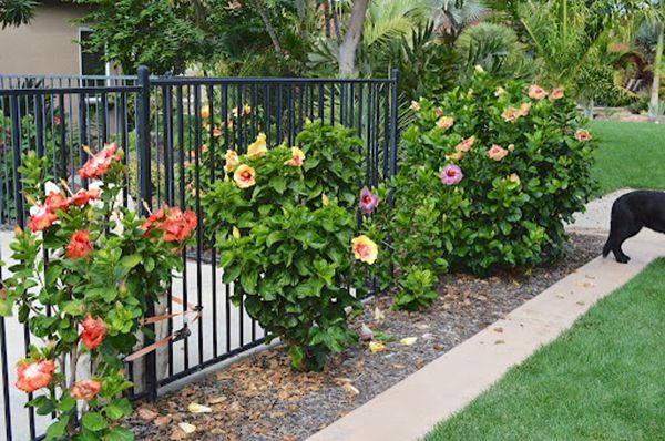 A black dog is walking along a sidewalk next to a fence with flowers.