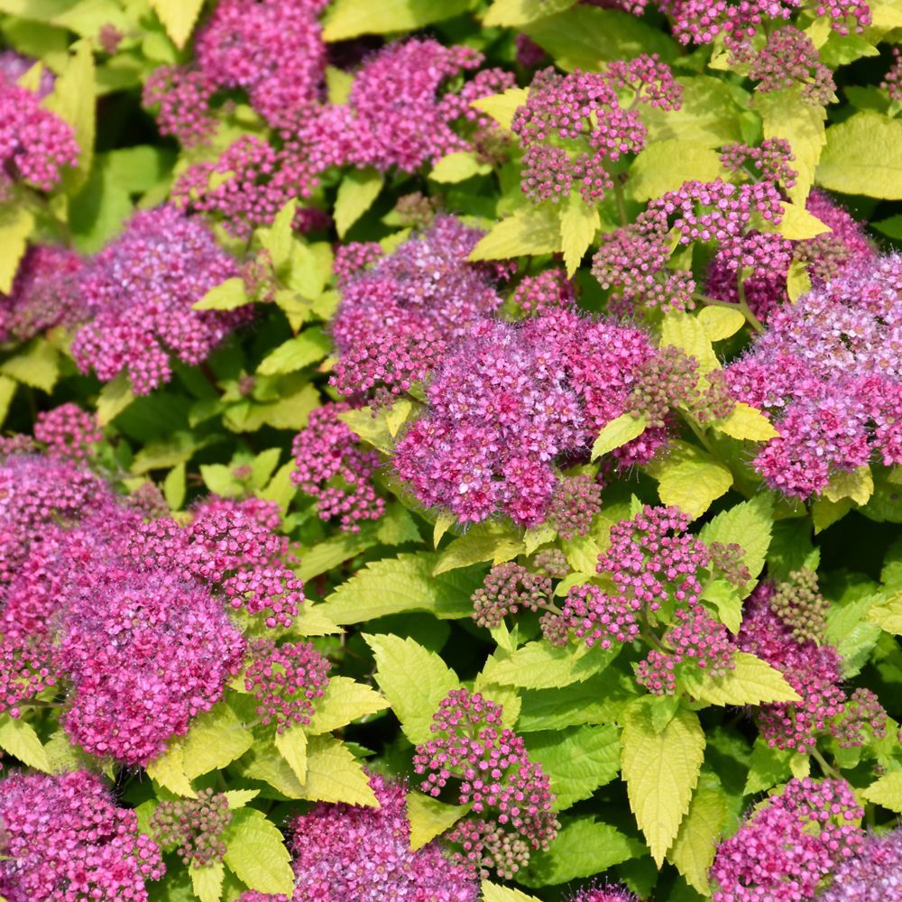 A bush with purple flowers and green leaves