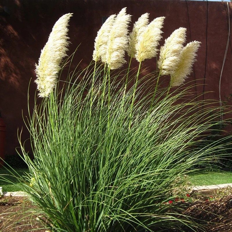 Tall grass with white flowers growing in front of a wooden fence