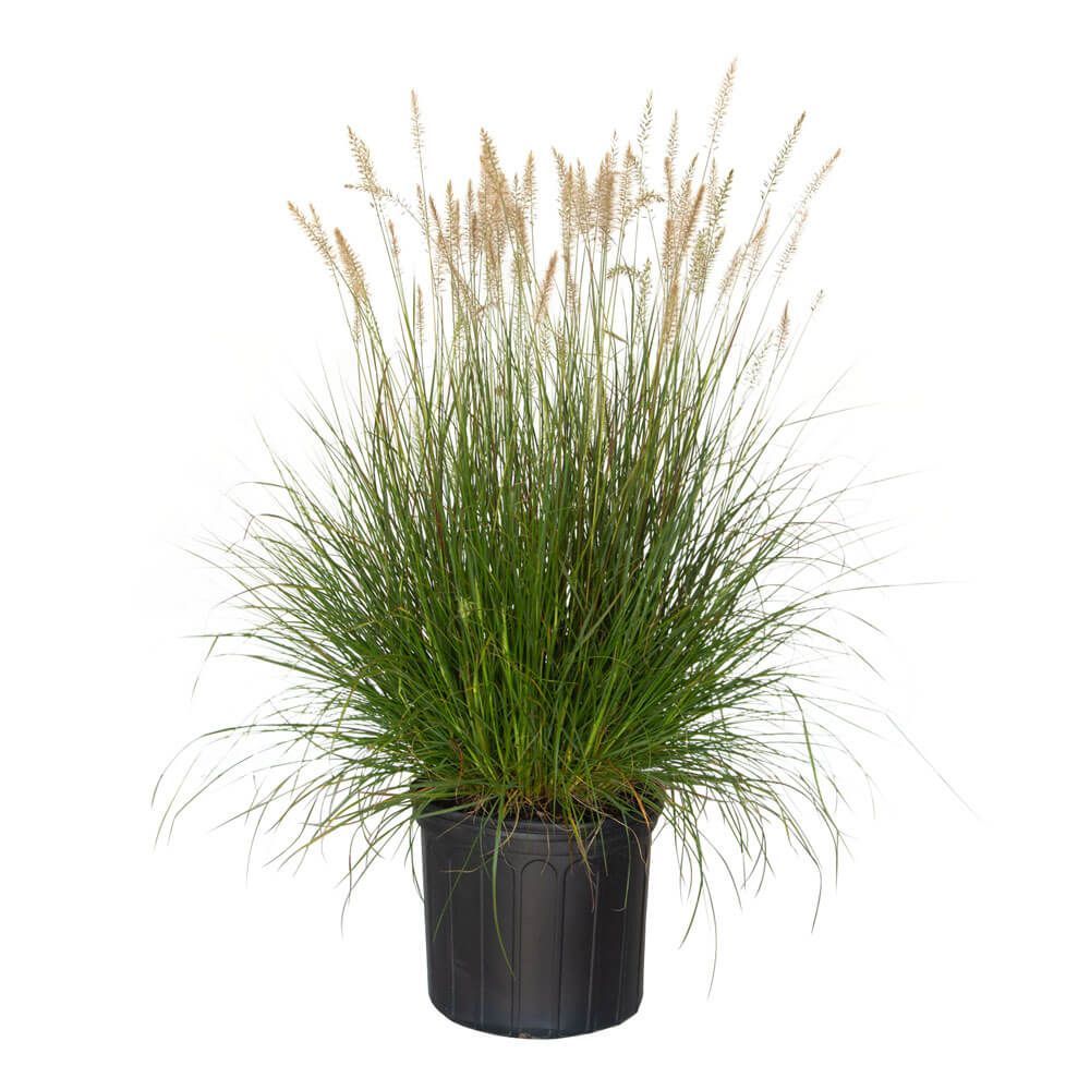 A tall grass plant in a black pot on a white background.