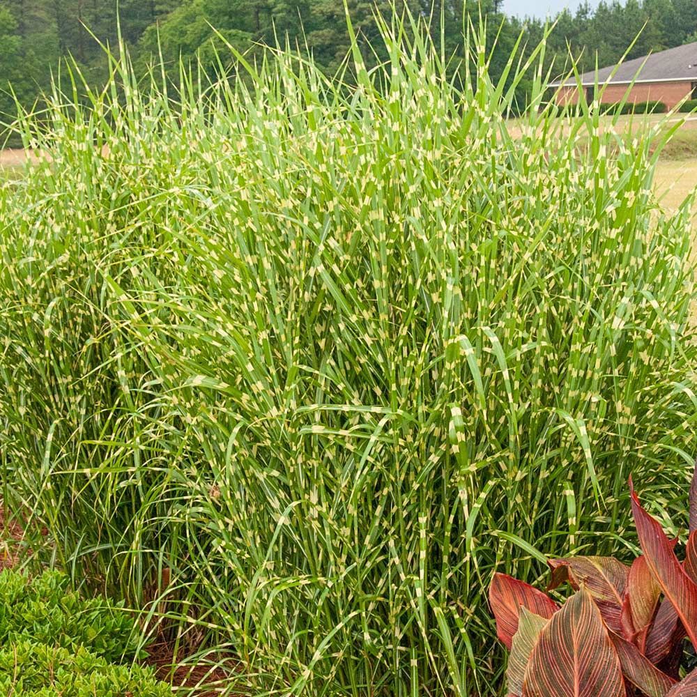 A bunch of tall grass growing in a garden with a house in the background.