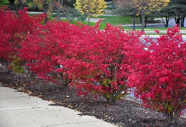A row of bushes with red leaves along a sidewalk