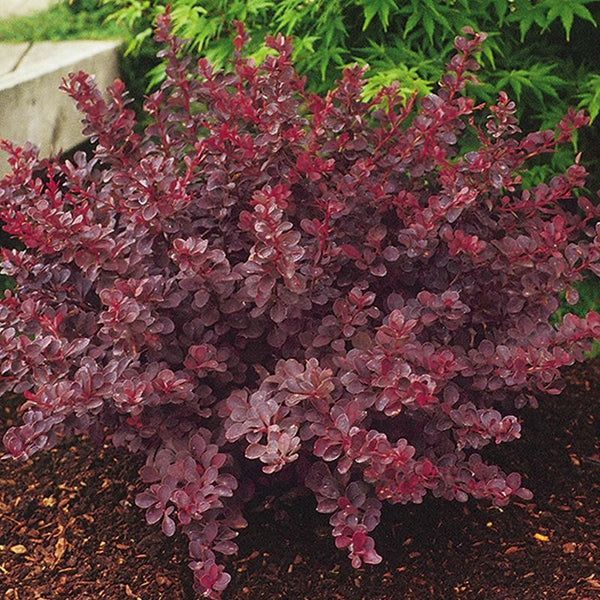 A bush with purple leaves is growing in a garden.