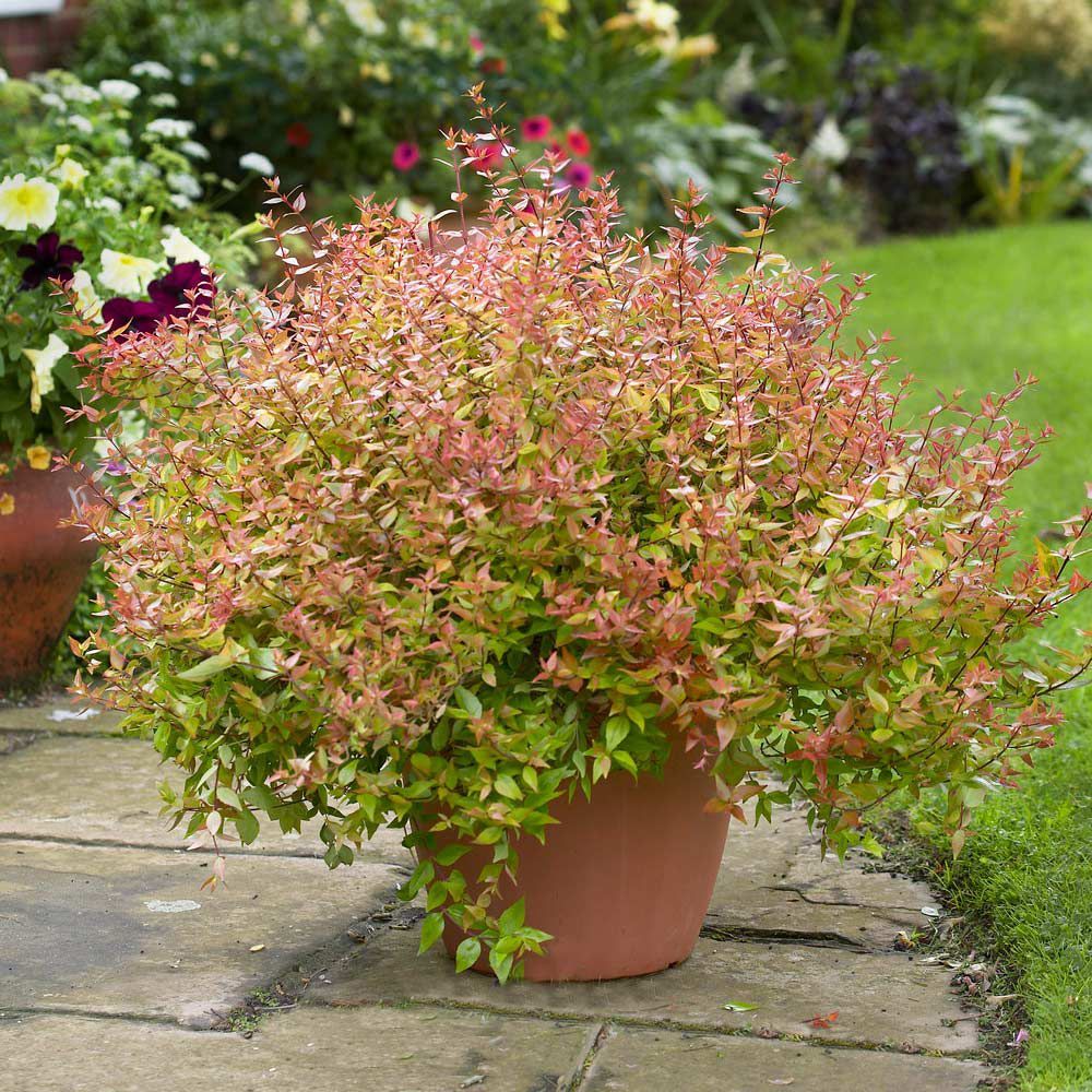 A potted plant with pink and green leaves is sitting on a sidewalk
