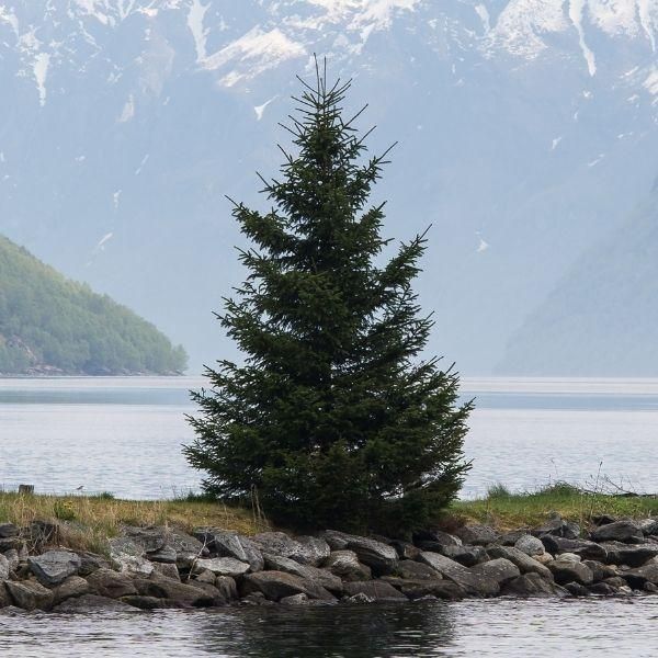 A tree in the middle of a lake with mountains in the background