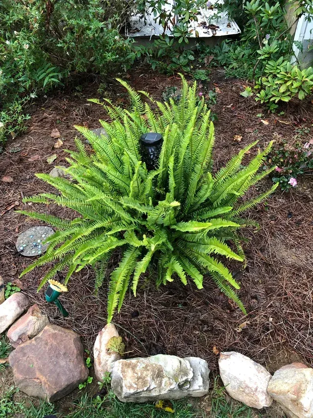 A potted plant is sitting on a stump in a garden.