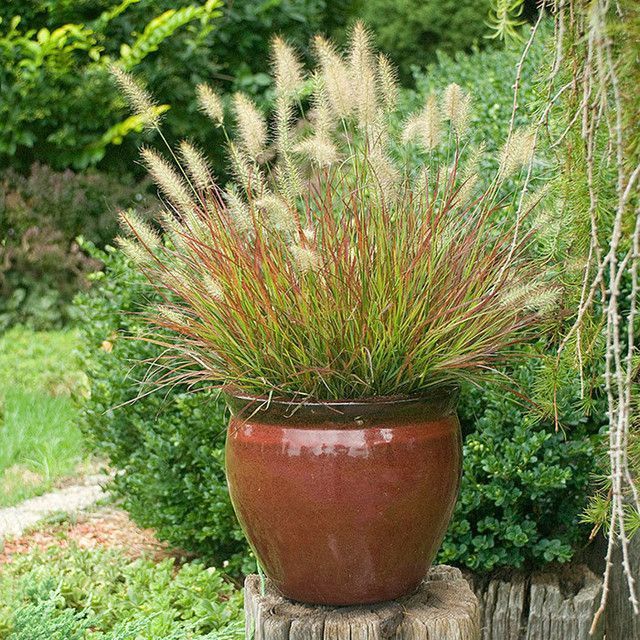 A potted plant is sitting on a stump in a garden.