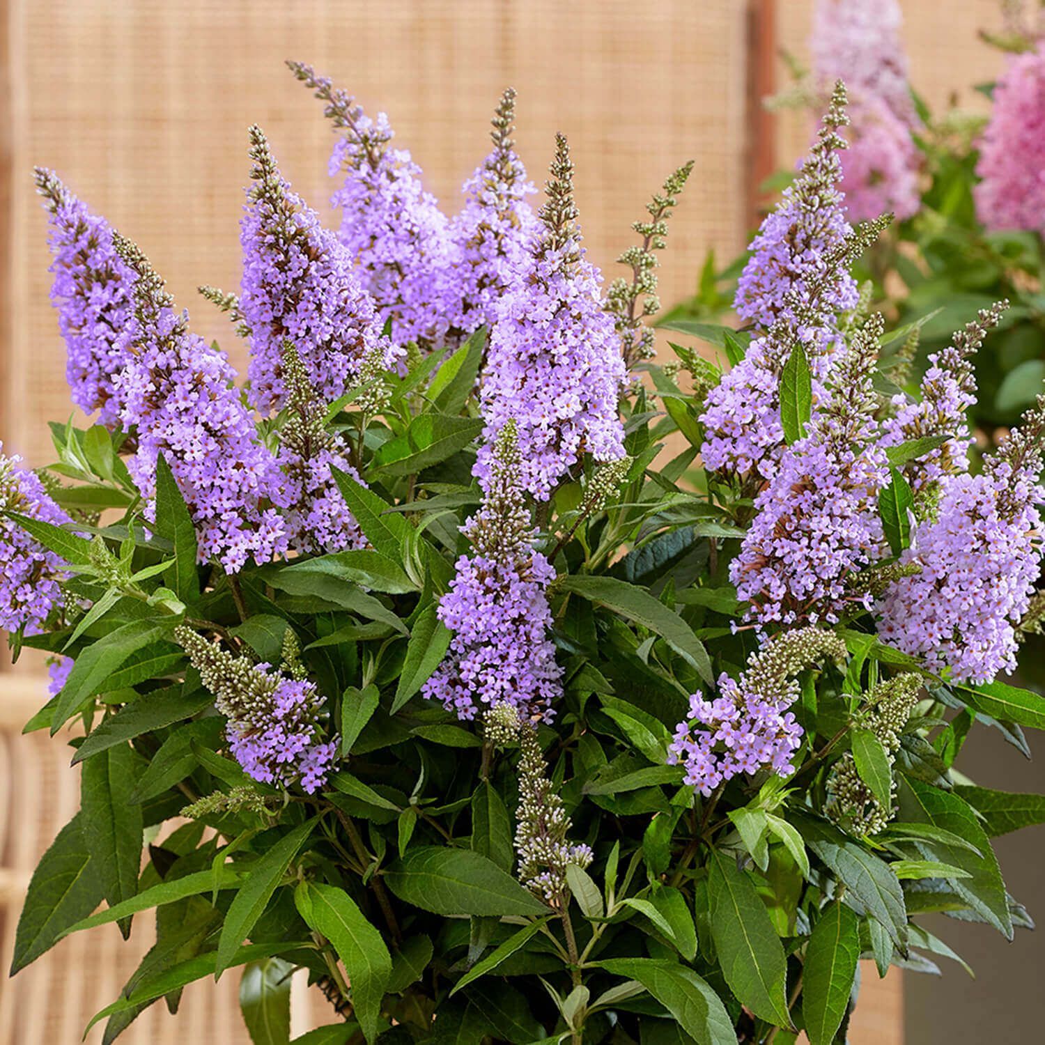 A plant with purple flowers and green leaves