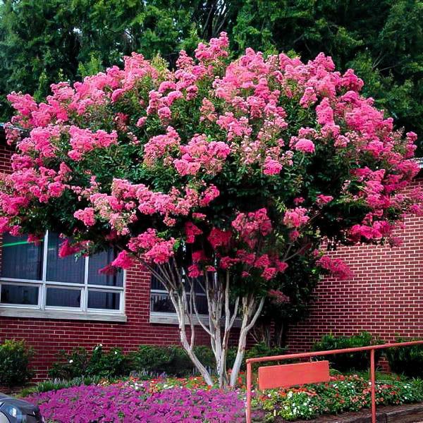 A tree with pink flowers in front of a brick building