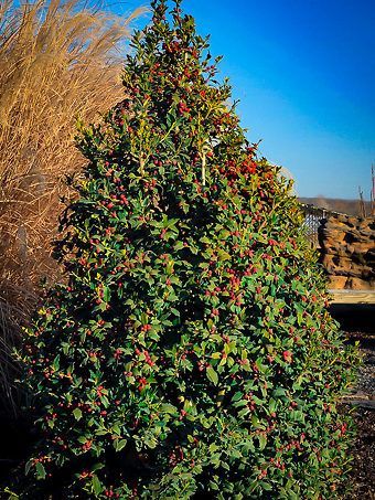A bush with red berries and green leaves in a garden.
