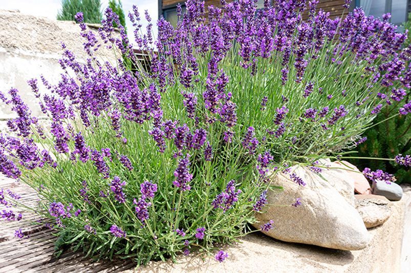 A bunch of purple flowers growing on top of a rock.