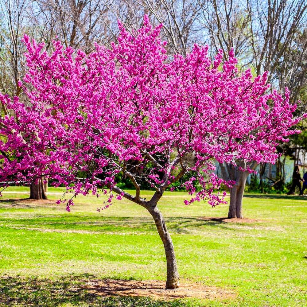 A tree with purple flowers is in a park.