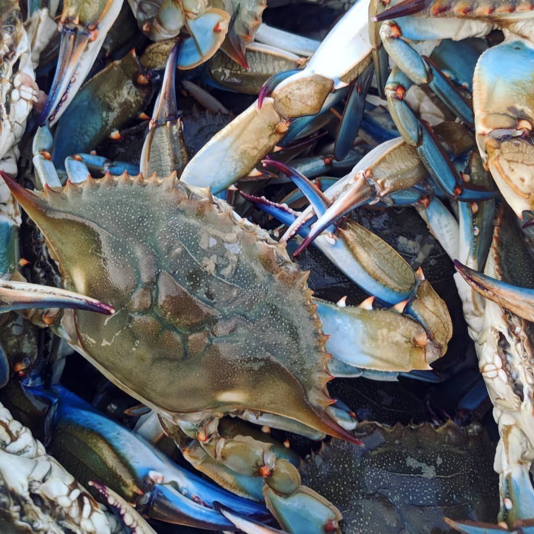 Blue crabs