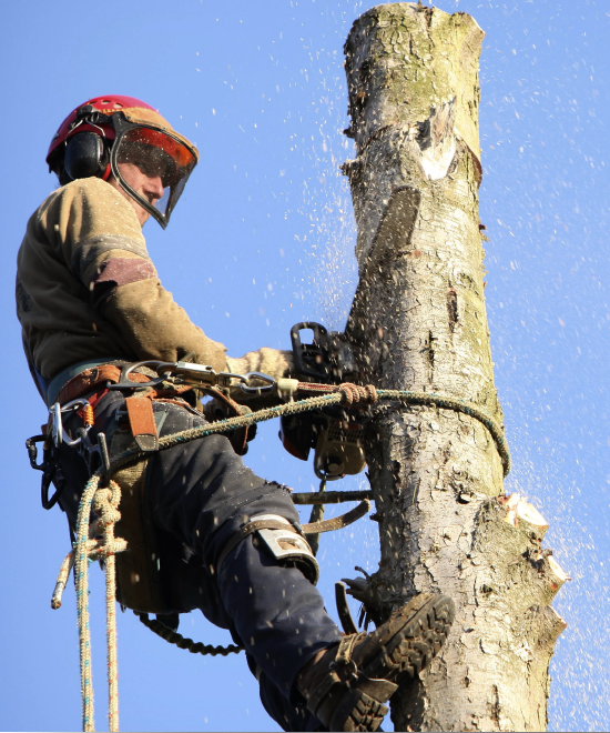 Worker sawing the tree-trunk