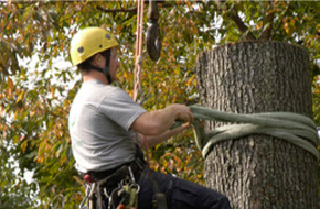 Worker putting rope in to tree-trunk