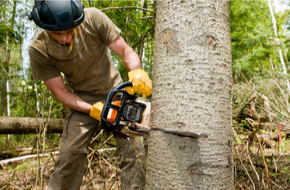 Worker starting to cut the tree-trunk