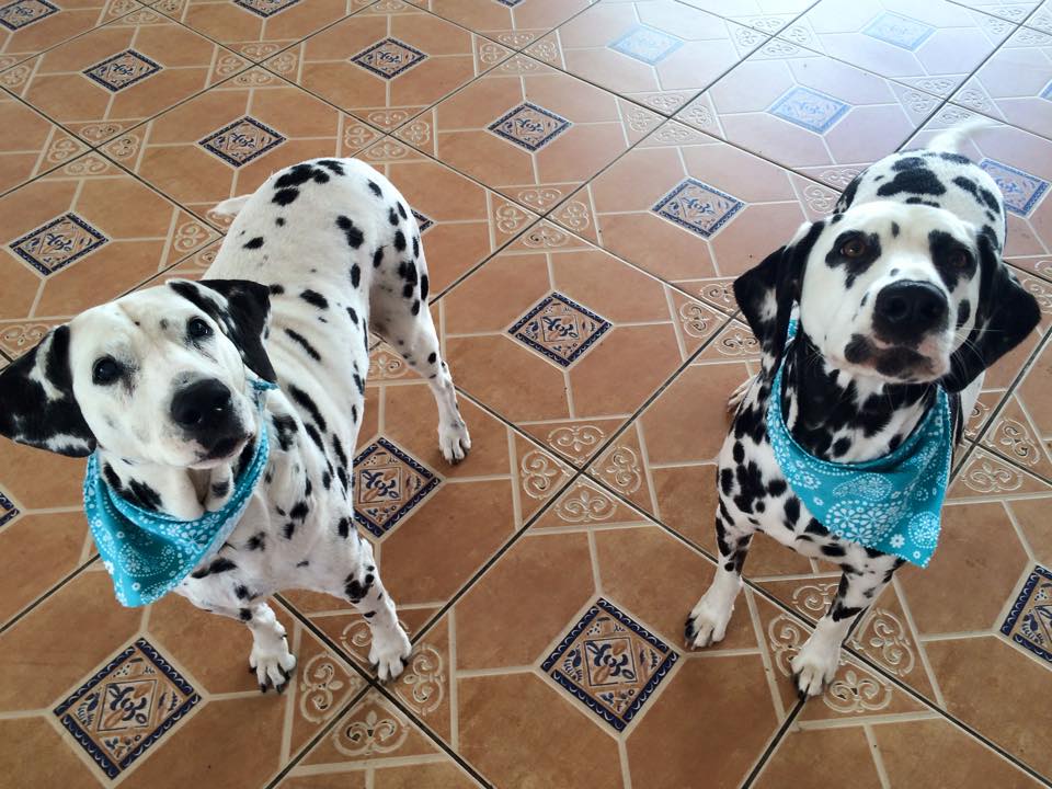 Dog Spot Hotel Pet Boarding Melbourne, FL