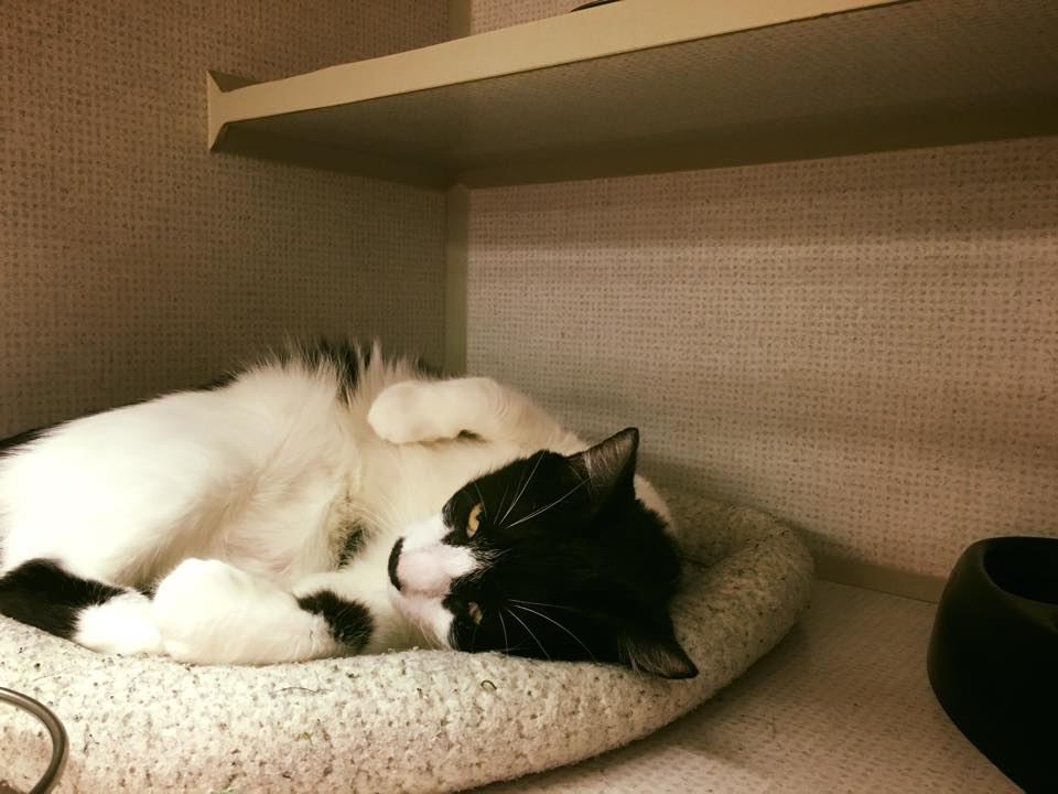 Dog Spot Hotel Pet Boarding Melbourne, FL