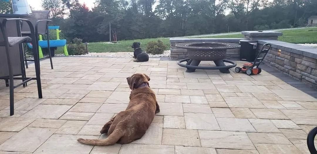 Three dogs on a patio. One brown dog lies down, while a black dog and the fire pit are in the background.