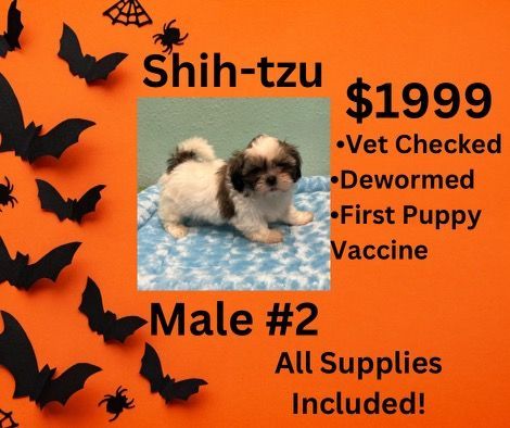 An ad for a shih-tzu puppy for $ 1999